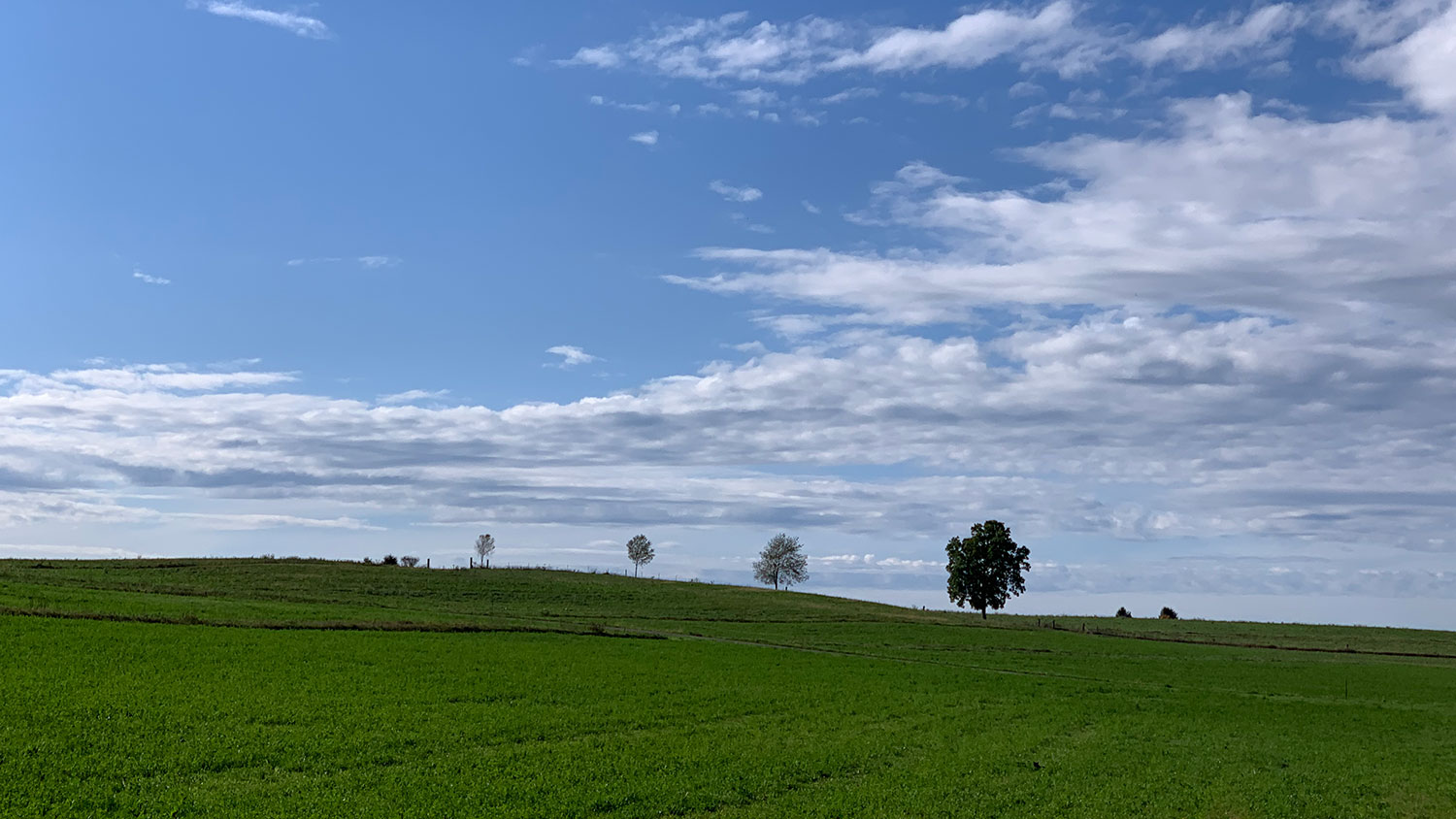 Trees in a field in Montrose WI