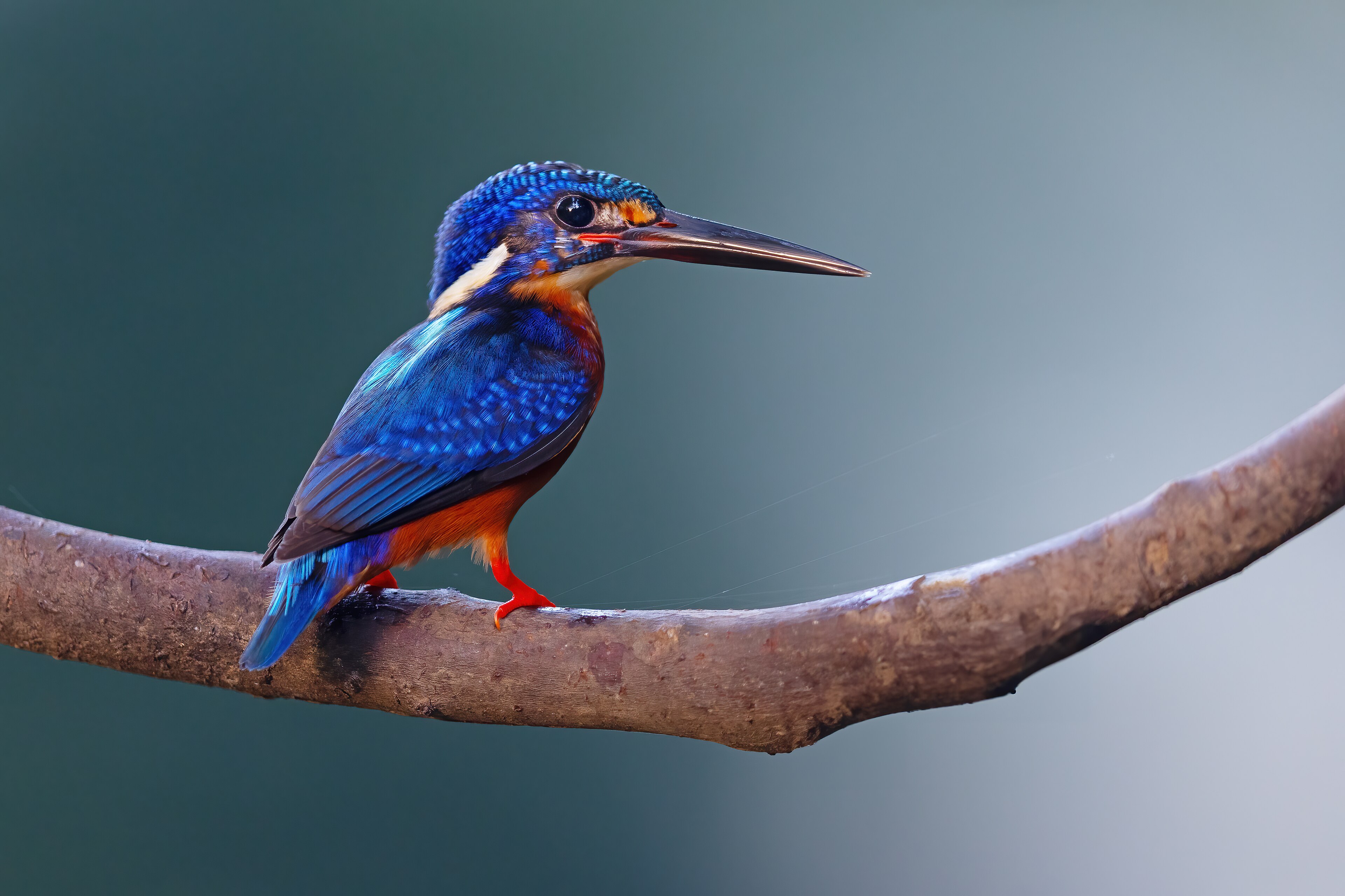 Blue Eared Kingfisher